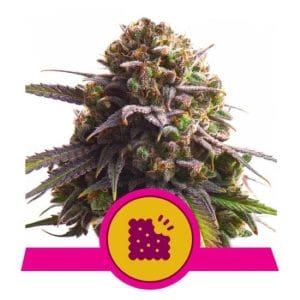 Biscotti Feminised Cannabis Seeds by Royal Queen Seeds