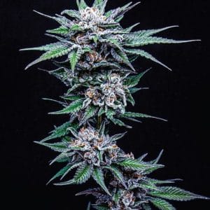 Blueberry Pancakes Feminised Cannabis Seeds by Humboldt Seed Co.