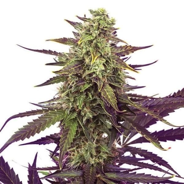 Cereal Milk Feminised Cannabis Seeds by Royal Queen Seeds