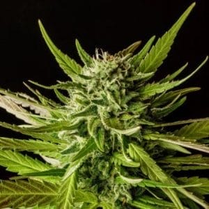 DoSiDos Feminised Cannabis Seeds by Kannabia Seeds