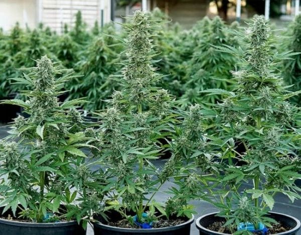 Epsilon F1 Auto Feminised Cannabis Seeds by Royal Queen Seeds