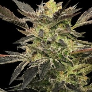 Pink Sunset Auto Feminised Cannabis Seeds by Silent Seeds