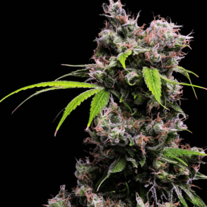 Golden Pineapple S1 Feminised Cannabis Seeds by Green Bodhi