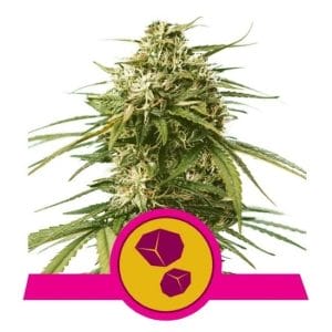 Gushers Feminised Cannabis Seeds by Royal Queen Seeds
