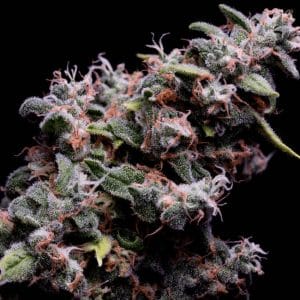 Hazy Kush S1 Feminised Cannabis Seeds by Green Bodhi