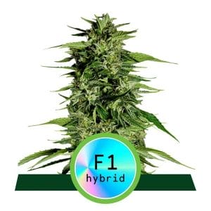Hyperion F1 Auto Feminised Cannabis Seeds by Royal Queen Seeds