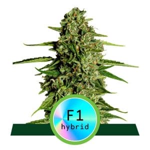 Medusa F1 Auto Feminised Cannabis Seeds by Royal Queen Seeds