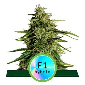 Milky Way F1 Auto Feminised Cannabis Seeds by Royal Queen Seeds