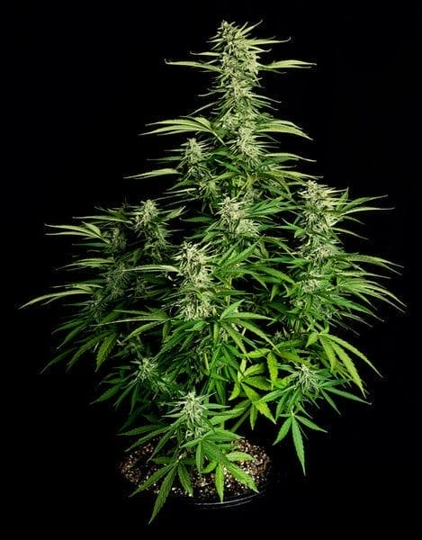 Orion F1 Auto Feminised by Royal Queen Seeds