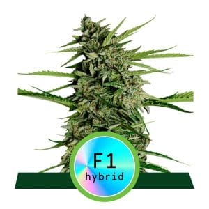 Orion F1 Auto Feminised Cannabis Seeds by Royal Queen Seeds
