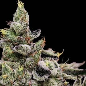 Platinum Affie 78 Regular Cannabis Seeds by Green Bodhi