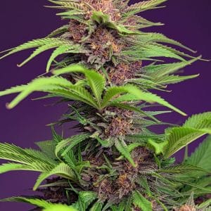 Red Mimosa XL Auto Feminised Cannabis Seeds by Sweet Seeds