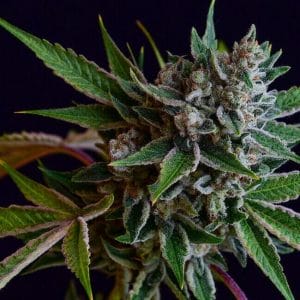 Sour Affie Regular Cannabis Seeds by Green Bodhi
