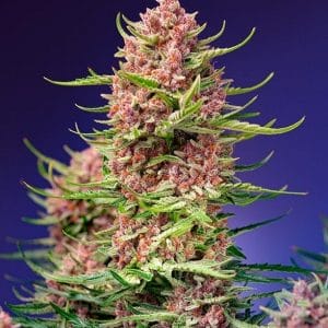 Strawberry Cola Sherbet F1 FAST Feminised Cannabis Seeds by Sweet Seeds