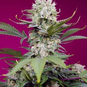 Sweet Mandarine Zkittlez XL Auto Feminised Cannabis Seeds by Sweet Seeds