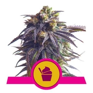 Sundae Driver Feminised Cannabis Seeds by Royal Queen Seeds