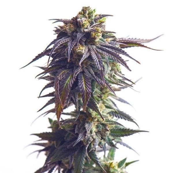 Sundae Driver Feminised Cannabis Seeds by Royal Queen Seeds