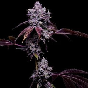 78 Tenzin #4 Regular Cannabis Seeds by Green Bodhi