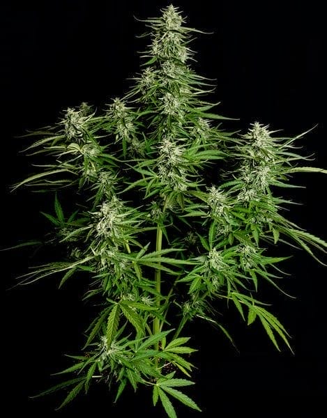 Titan F1 Auto Feminised by Royal Queen Seeds