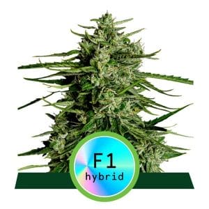 Titan F1 Auto Feminised Cannabis Seeds by Royal Queen Seeds