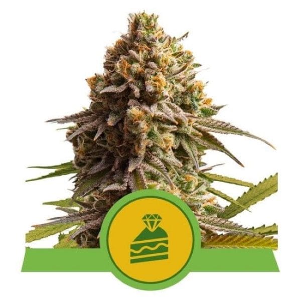 Wedding Cake Auto Feminised Cannabis Seeds by Royal Queen Seeds