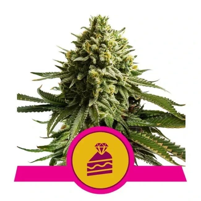 Wedding Cake Feminised Cannabis Seeds by Royal Queen Seeds