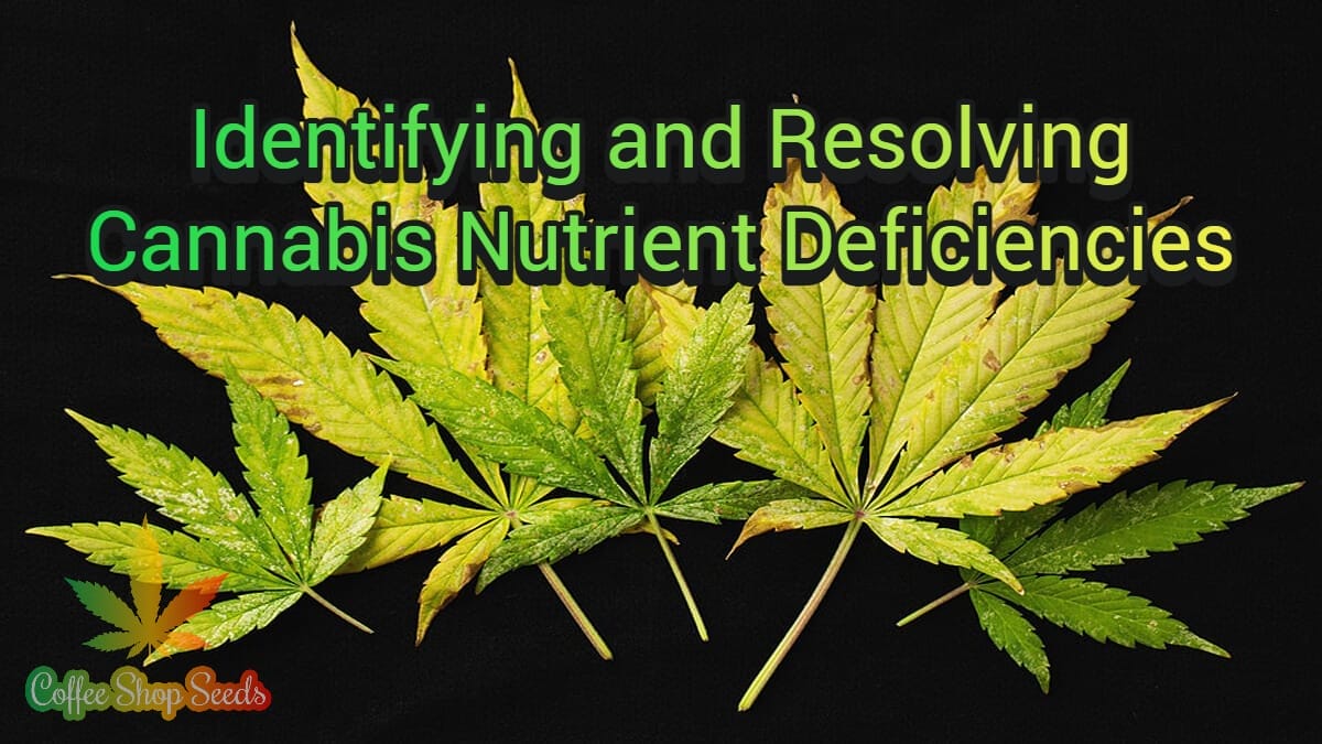 Identifying and Resolving Cannabis Nutrient Deficiencies: A ...